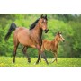 TREFL PUZZLE Koně foto mini 20x13cm skládačka 54 dílků 4 druhy