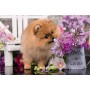 TREFL PUZZLE Mini Zvířátka mláďata 20x13cm 54 dílků skládačka 4 druhy
