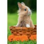 TREFL PUZZLE Mini Zvířátka mláďata 20x13cm 54 dílků skládačka 4 druhy