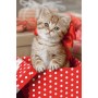 TREFL PUZZLE Mini Zvířátka mláďata 20x13cm 54 dílků skládačka 4 druhy