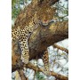 DINO Puzzle Levhart 47x66cm foto skládačka 1000 dílků