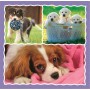 TREFL PUZZLE 3v1 Roztomilá štěňata 20x20cm skládačka 106 dílků