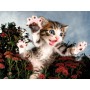 PUZZLE 3D Koťátko 31x23cm 100 dílků skládačka v krabici