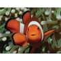 PUZZLE 3D Klaun očkatý 31x23cm 100 dílků skládačka v krabici