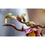 LEGO BOTANICALS Větvičky magnólie 11510 STAVEBNICE