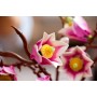 LEGO BOTANICALS Větvičky magnólie 11510 STAVEBNICE