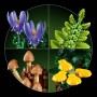 LEGO BOTANICALS Lesní houby 11505 STAVEBNICE