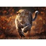 TREFL PUZZLE PREMIUM Photo Odyssey Divoký leopard 68x48cm 1000 dílků