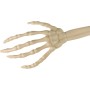 Kostra ruky 36cm Halloweenská dekorace set 2ks na kartě